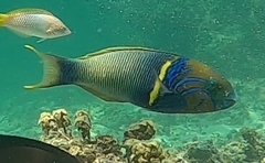 Thalassoma hebraicum
