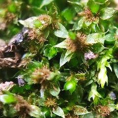 Ptychostomum moravicum