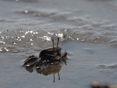 Macrophthalmus japonicus