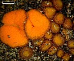 Anthracobia macrocystis