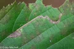 Ectoedemia virgulae