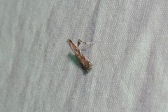 Leucospilapteryx venustella