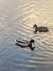 Anas platyrhynchos