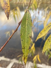 Salix