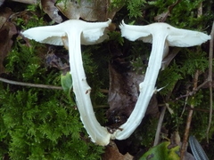 Lepiota ignivolvata
