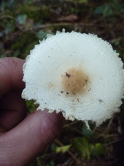 Lepiota ignivolvata
