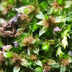 Ptychostomum moravicum