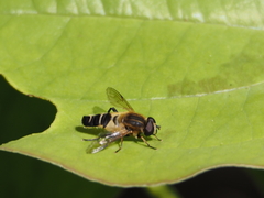 Helophilus eristaloidea