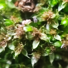 Ptychostomum moravicum