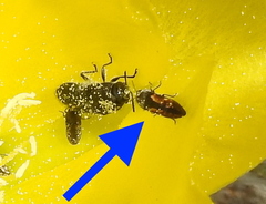 Acmaeodera neglecta neoneglecta