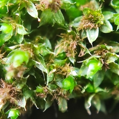 Ptychostomum moravicum