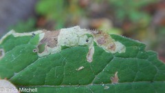 Liriomyza limopsis