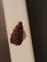 Mimaglossa nauplialis