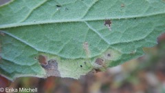 Liriomyza limopsis