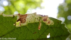 Liriomyza limopsis