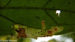 Liriomyza limopsis
