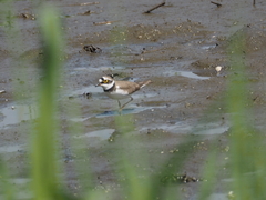 Charadrius dubius