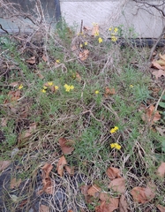 Senecio inaequidens