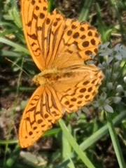 Argynnis paphia