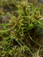 Cyperus castaneus