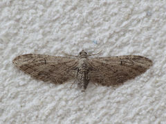 Eupithecia unedonata