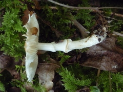 Lepiota ignivolvata