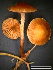 Deconica subviscida