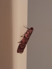 Mimaglossa nauplialis