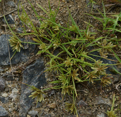 Cyperus castaneus