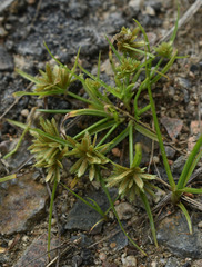 Cyperus castaneus