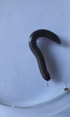 Ommatoiulus diplurus