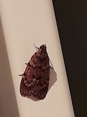 Mimaglossa nauplialis