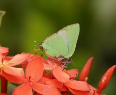Cyanophrys herodotus