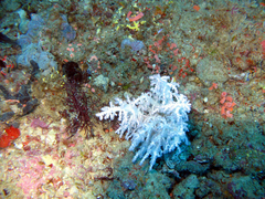 Chironephthya