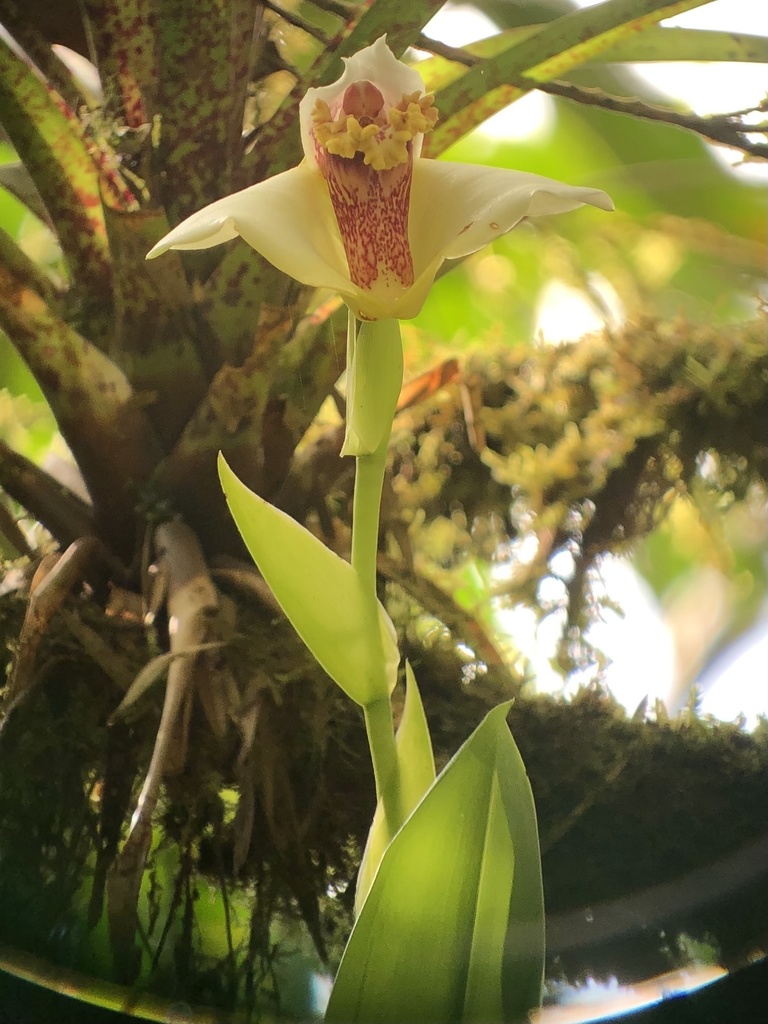 Maxillaria fletcheriana