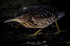 Ixobrychus eurhythmus