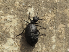 Meloe mediterraneus