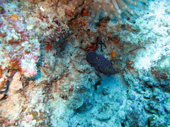 Calloplesiops altivelis