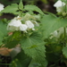Lamium album barbatum - Photo (c) Zack, some rights reserved (CC BY-NC), uploaded by Zack
