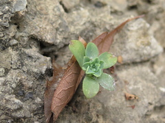 Sedum palmeri