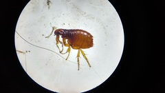 Pulicidae