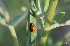 Hippodamia convergens