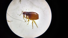 Pulicidae