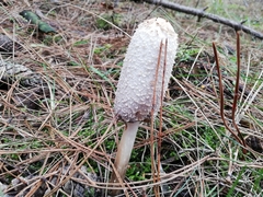 Coprinus comatus
