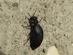 Meloe mediterraneus