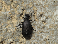 Meloe mediterraneus