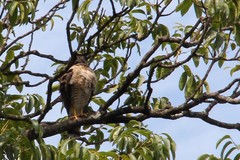 Rupornis magnirostris