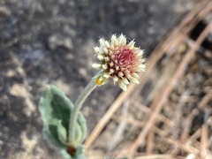 Pfaffia gnaphalioides