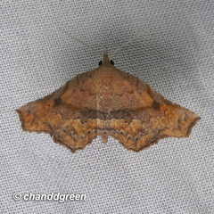 Throana pectinifer