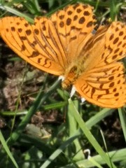 Argynnis paphia